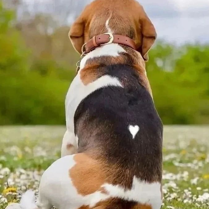 _beagle_Dog's tweet photo. All like is the dog

#dog
#beagle
#beaglrs https://t.co/rms7MUfVb2