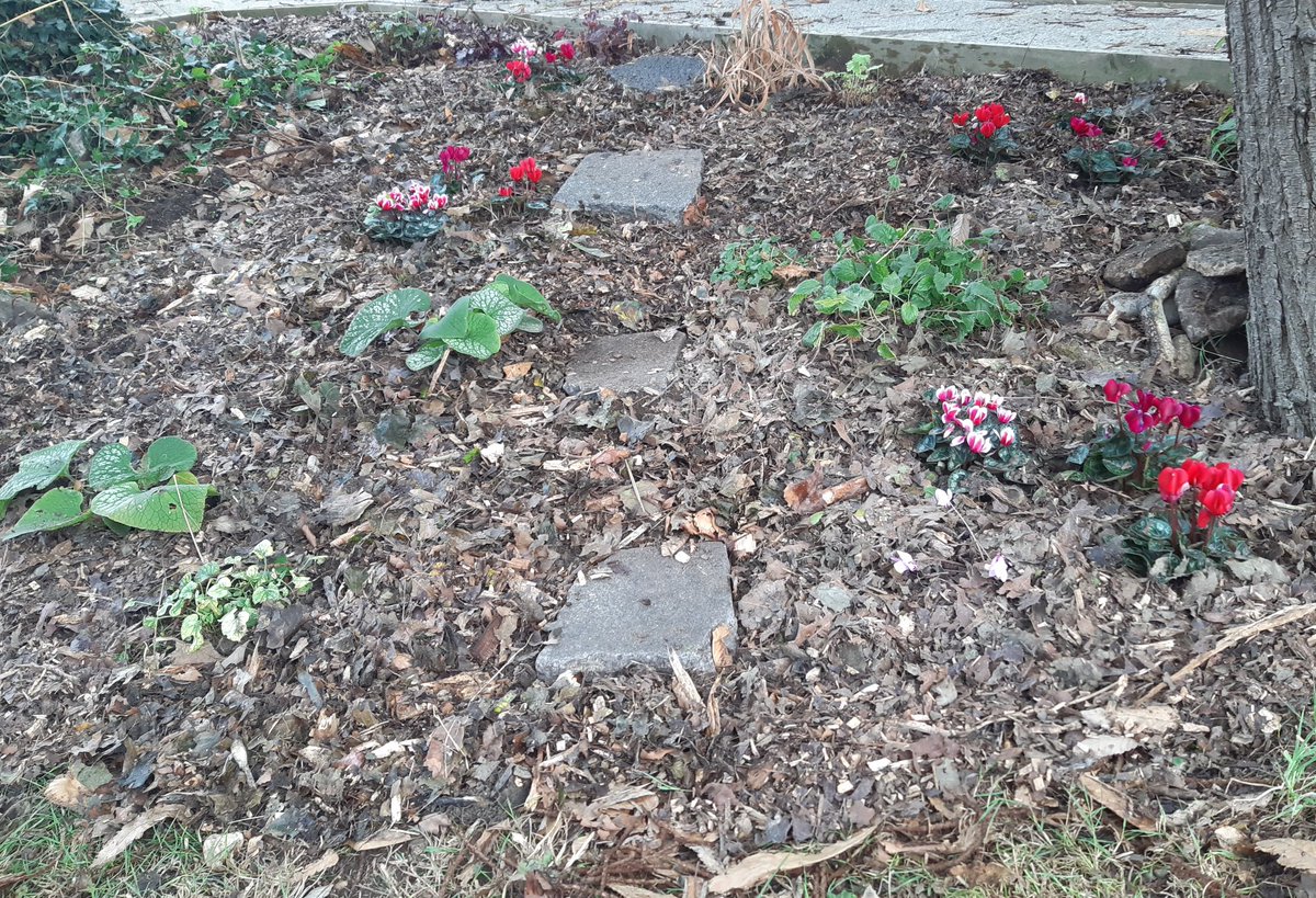 Alison, Friends of Elmfield tweet media