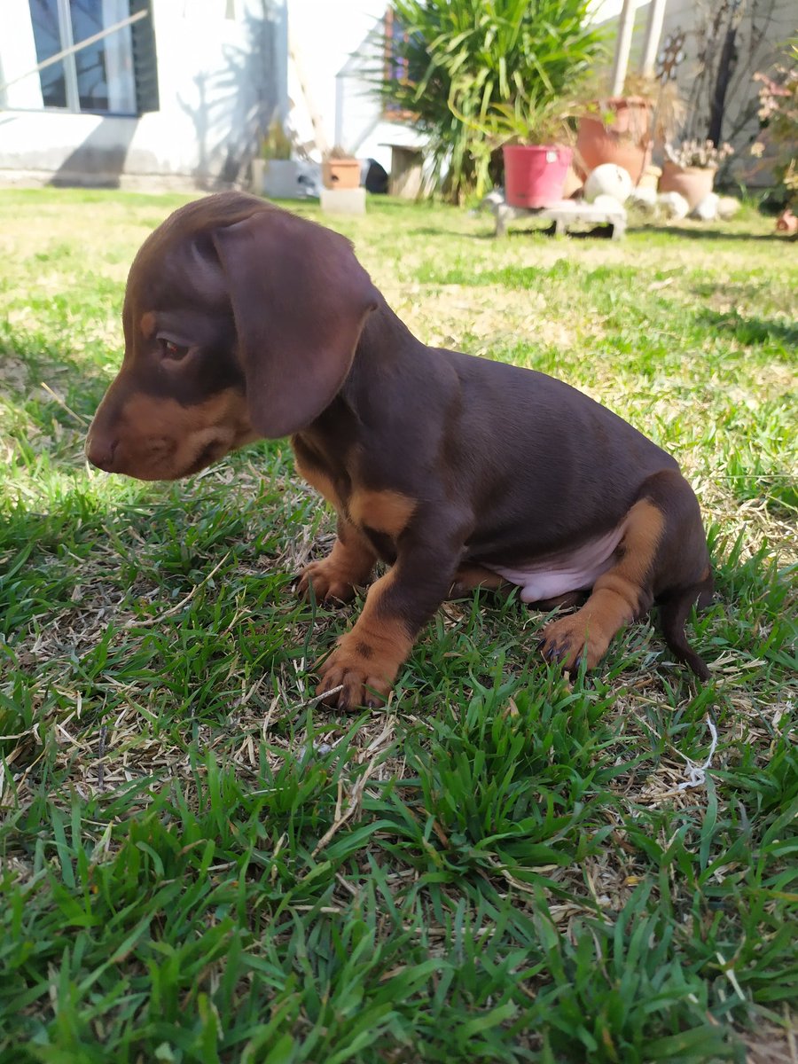 candebarbana's tweet photo. @MatiGhio Me tiene enamorada, super travieso y dormilón, Milo❤️👋🏽 https://t.co/SNEpIw88ac