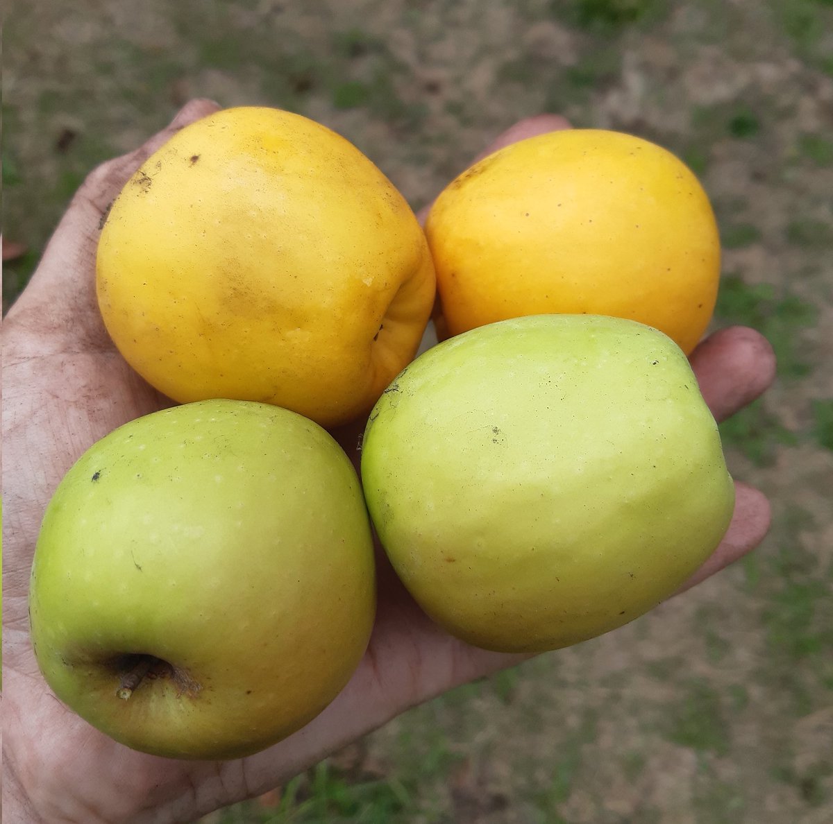 Alison, Friends of Elmfield tweet media