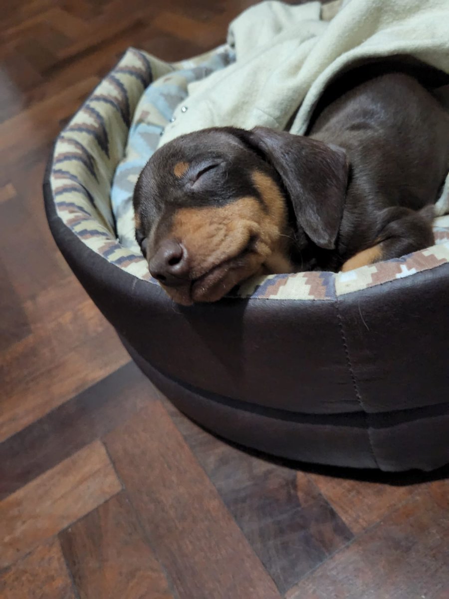 candebarbana's tweet photo. @MatiGhio Me tiene enamorada, super travieso y dormilón, Milo❤️👋🏽 https://t.co/SNEpIw88ac