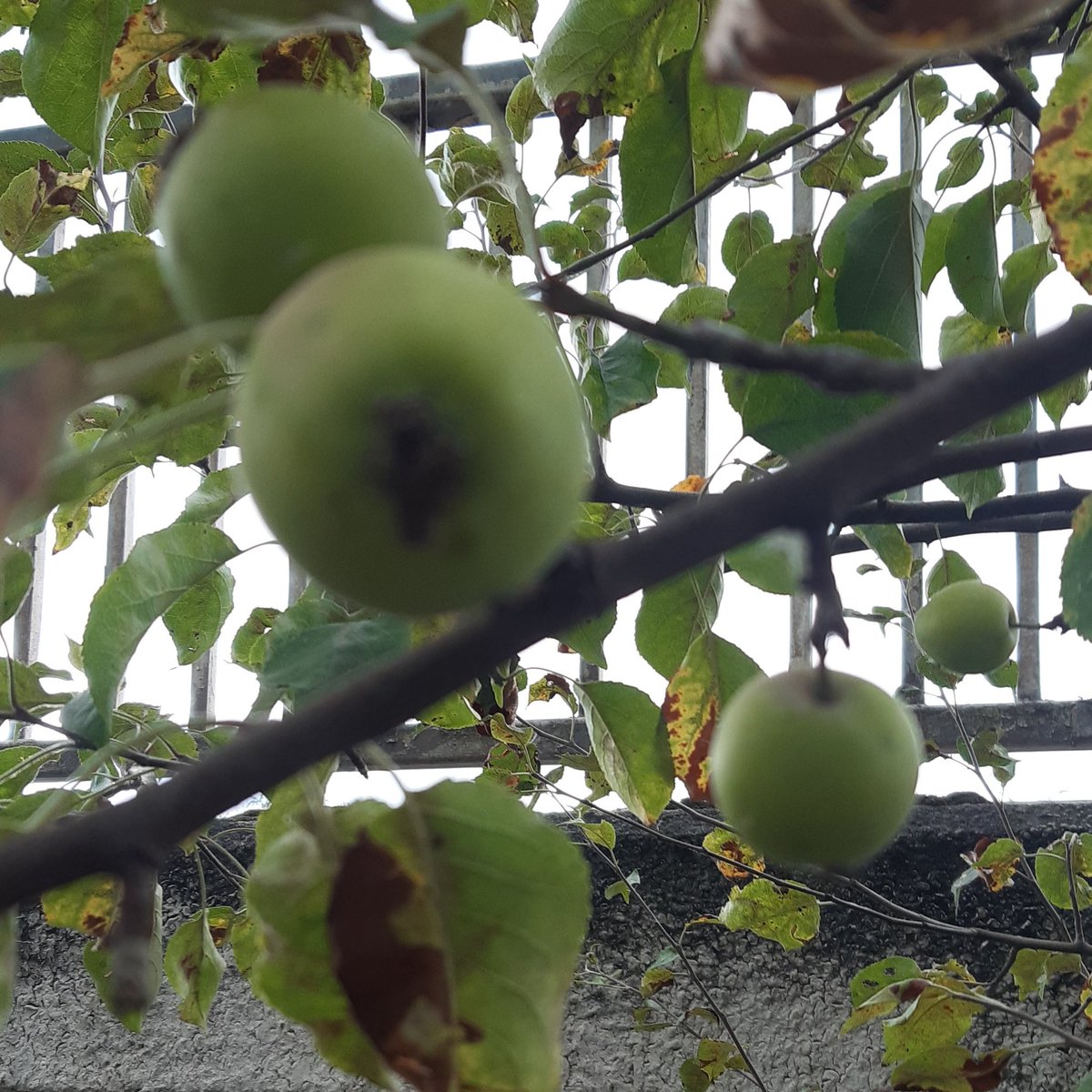 Alison, Friends of Elmfield tweet media