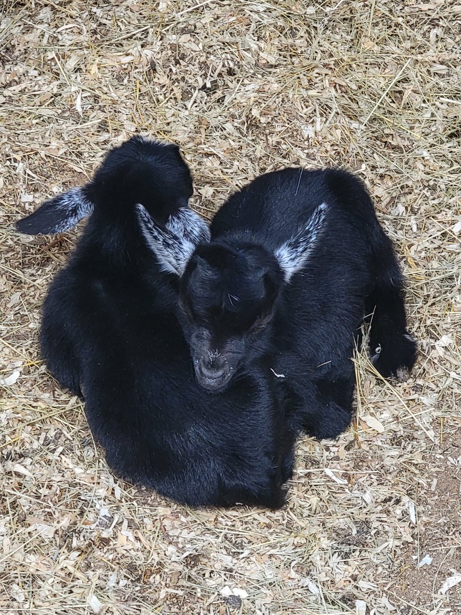 Ops_Coordinator's tweet photo. @MelonieMac Good morning. Here's some goats to cleanse your mind of the Warg. https://t.co/G8JhEzER1p