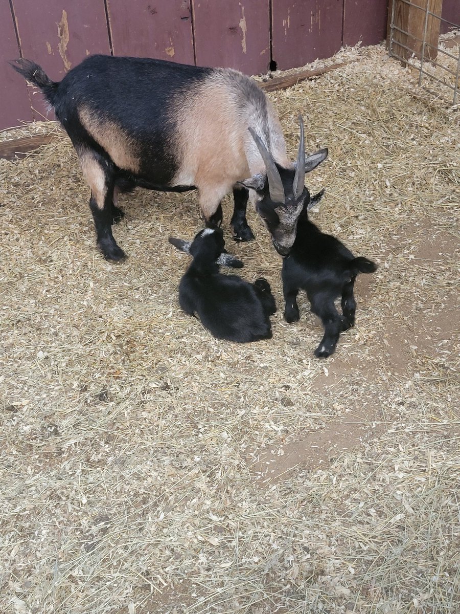 Ops_Coordinator's tweet photo. @MelonieMac Good morning. Here's some goats to cleanse your mind of the Warg. https://t.co/G8JhEzER1p