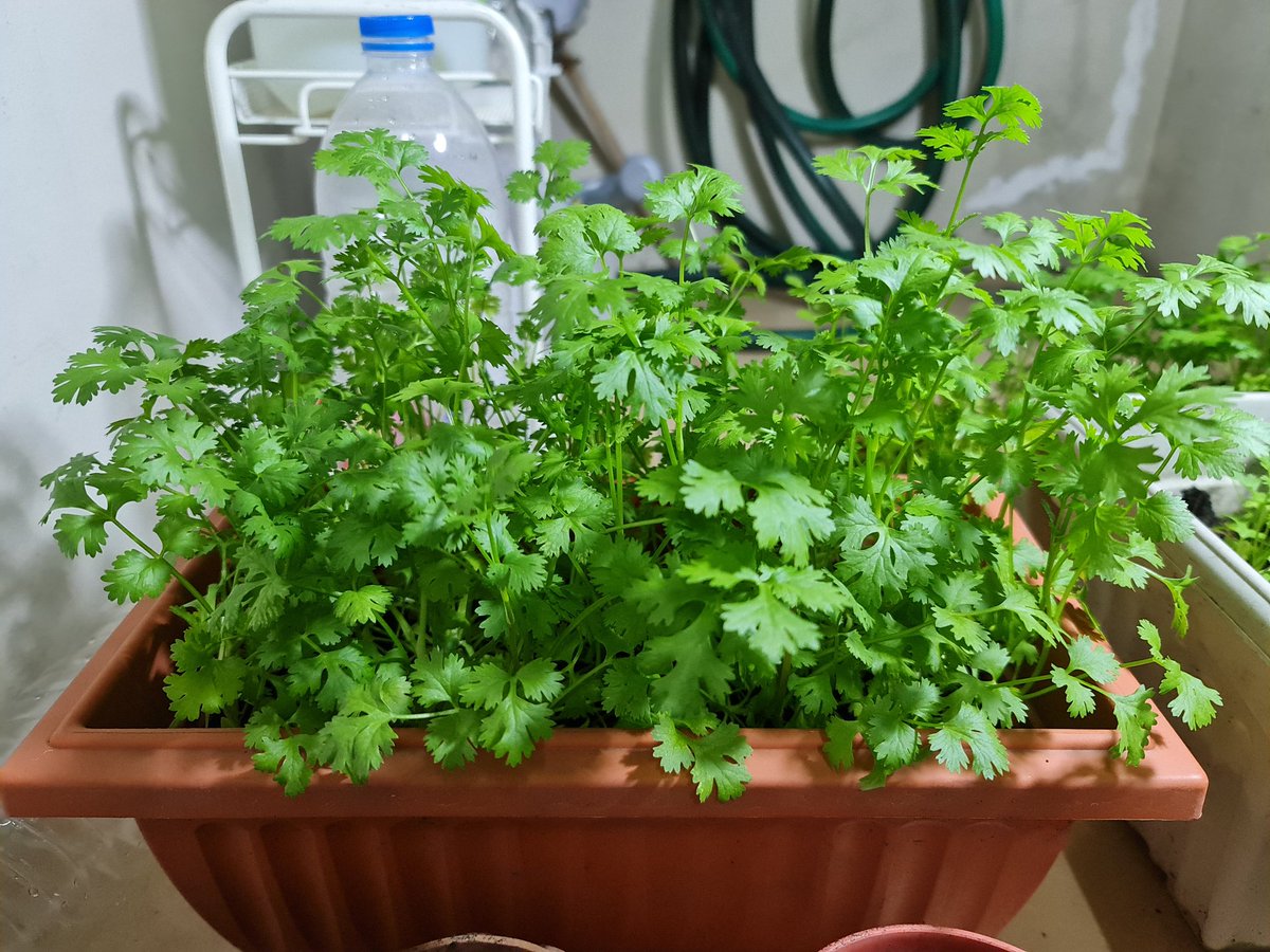 ก้มหน้าห้ก้มตาทำงาน ได้พักมาเห็นผักชีตัวเอง ก็ยังดี อยากวาดรูปต่อ งือ