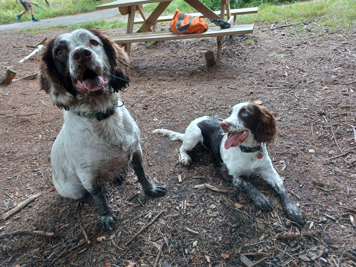 LucindaH19's tweet photo. Poppy showed Mabel the mudbath π€£π¦ #springers #spaniels #muddydogs https://t.co/dvdYEpNXjA