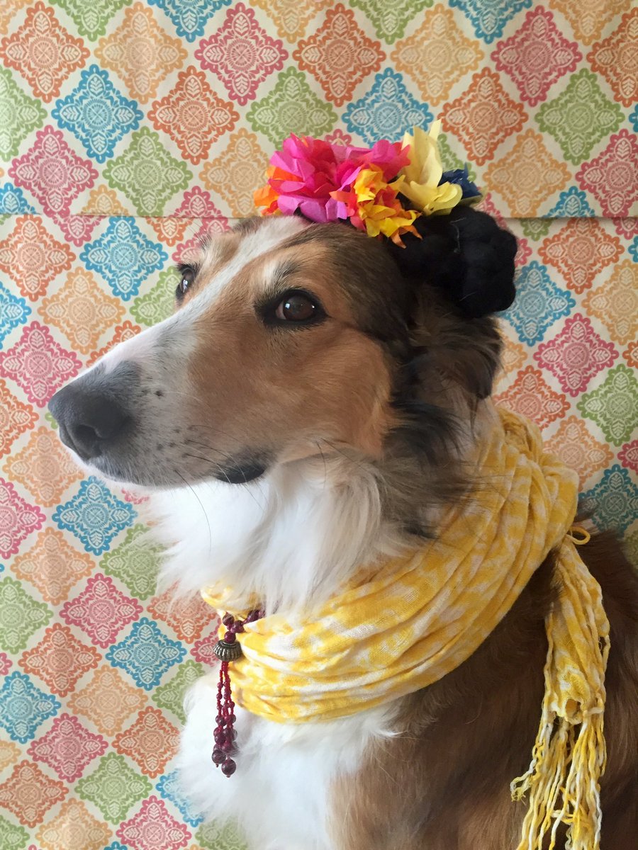 #PhotoChallenge2022September 
My mom is an art teacher so naturally my best subject at school is art history. 

#dogsoftwitter #MonaLisa #FridaKahlo #arthistory
