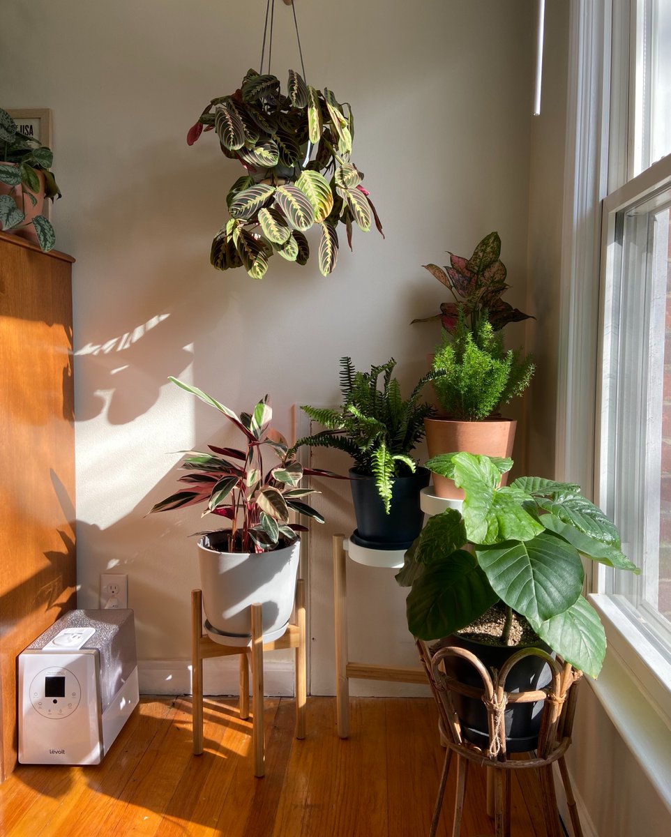 bloomscape's tweet photo. This is the Saturday morning vibe that we're looking for ๐
.
.
.
#bloomscapeyourspace #indoorhouseplants #bloomscape #indoorplants #houseplants #homedecor #interiordesign #newplantparent https://t.co/mCimqSqkvf