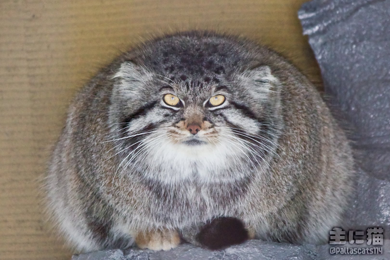 主に猫 中秋のマヌル月 旭山動物園 Asahiyamazoo マヌルネコ グルーシャ Pallascat Manul Manul T Co Xg715qlyto Twitter 主に猫 中秋のマヌル月 旭山動物園 Asahiyamazoo マヌルネコ グルーシャ Pallascat Manul Manul T Co Xg715qlyto Twitter