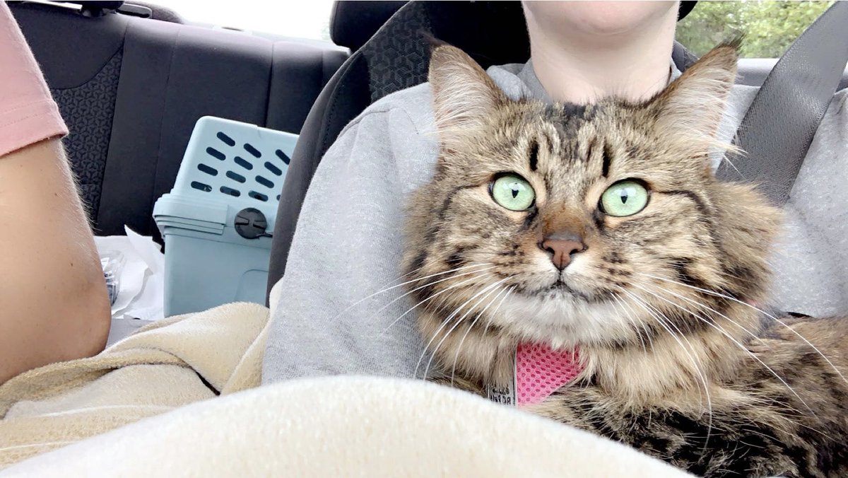 Demiijustin's tweet image. A pet portrait company reached out &amp;amp; wants me to create content with my cat, Jasmine 💛 

I can see why they want her 😫 

Look at that face!! 

#UGCcreator #petcontent #ugcpets