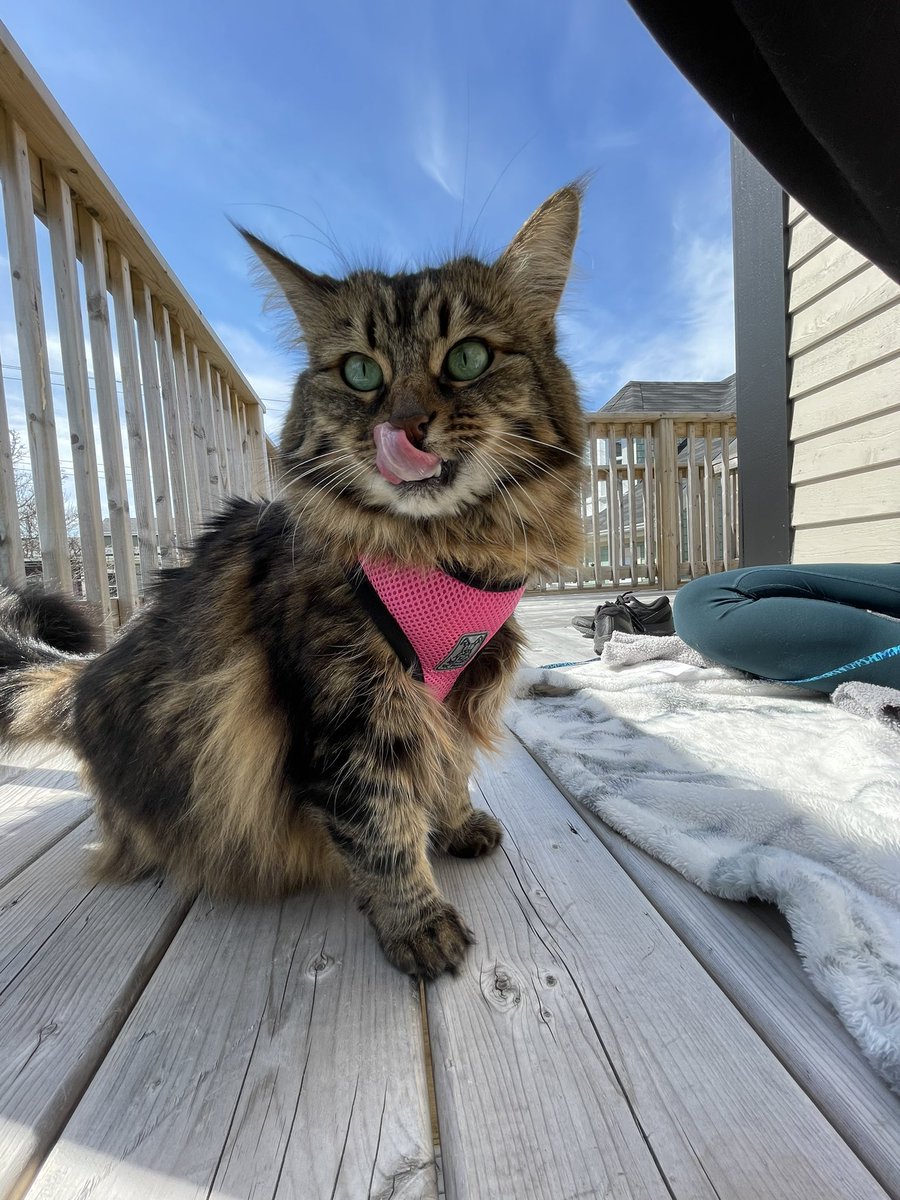 Demiijustin's tweet image. A pet portrait company reached out &amp;amp; wants me to create content with my cat, Jasmine 💛 

I can see why they want her 😫 

Look at that face!! 

#UGCcreator #petcontent #ugcpets