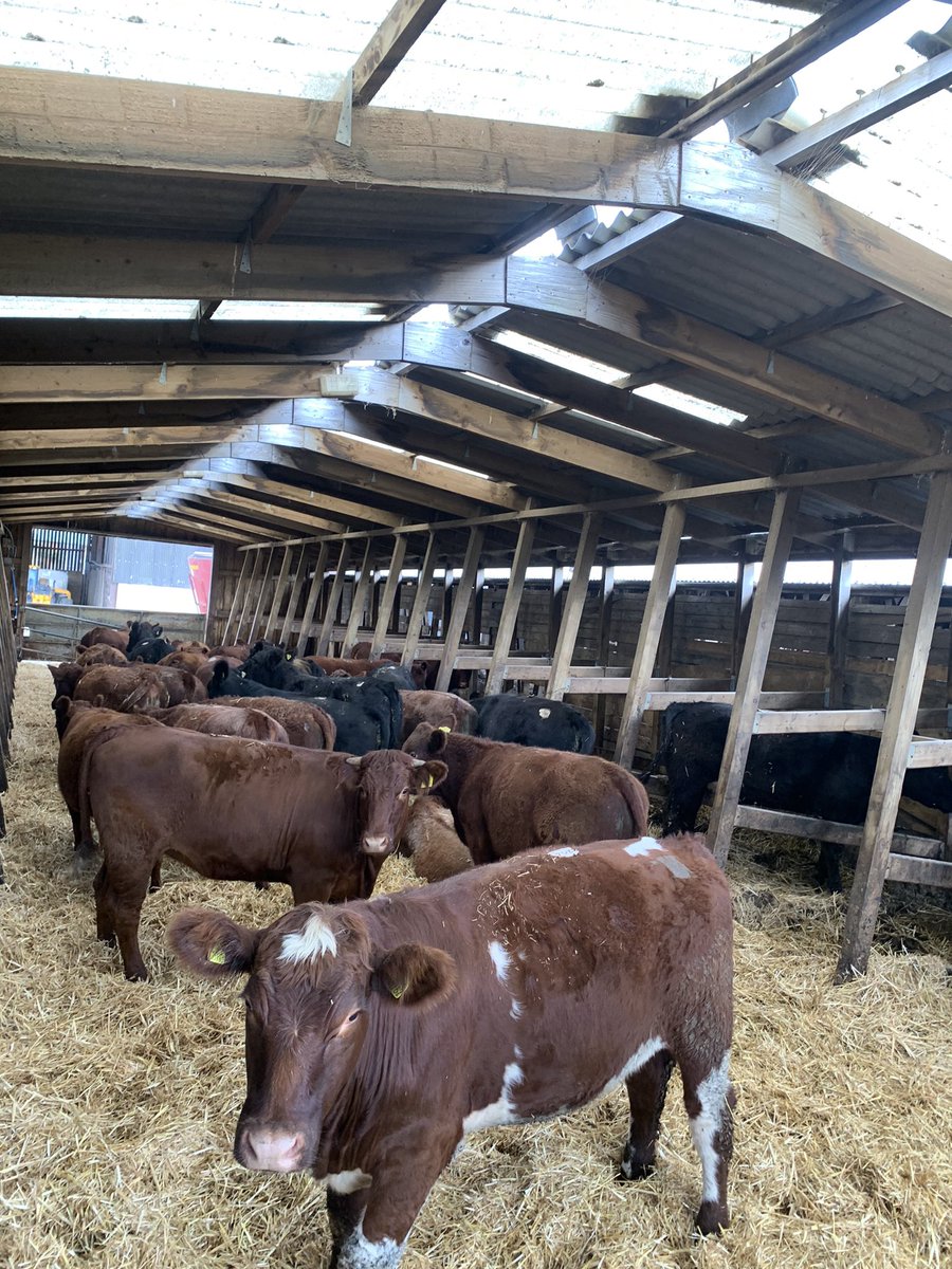 Maximus Pullin tweet media