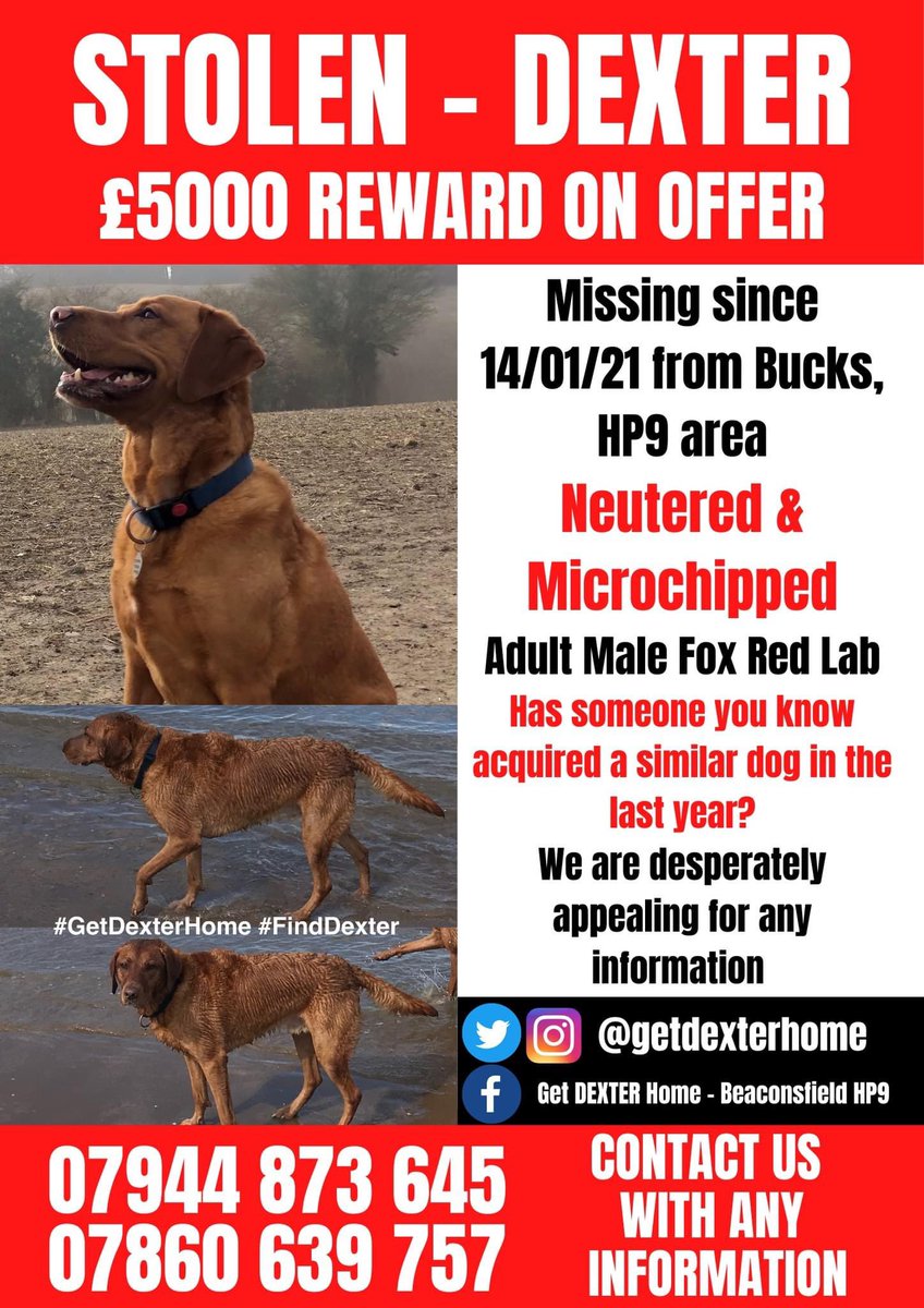 Thank you to everyone who continues to share our boy’s face daily. It has been so long but we cannot give up🧡 Please #RT and help us #GetDexterHome 🐾