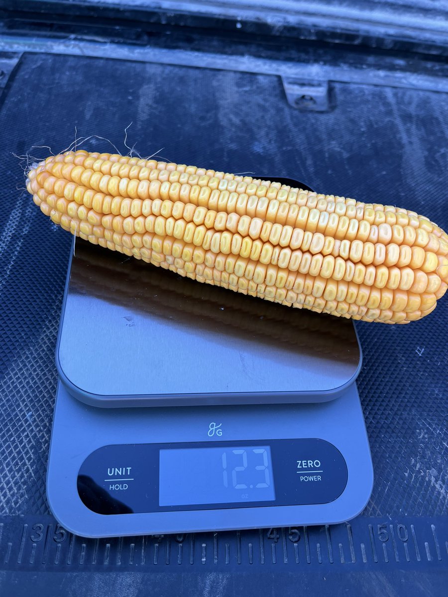 MasonClaude5's tweet photo. Same kernel length and development. The first ear is 18 rows round, the second is 16. Kernel count isn’t everything https://t.co/uc9uwMTtiB