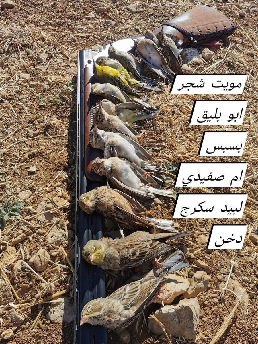 yoavperlman's tweet photo. Photos like this from Lebanon make me so depressed. We humans have really fucked it up, haven't we? https://t.co/rm7AUZ289p