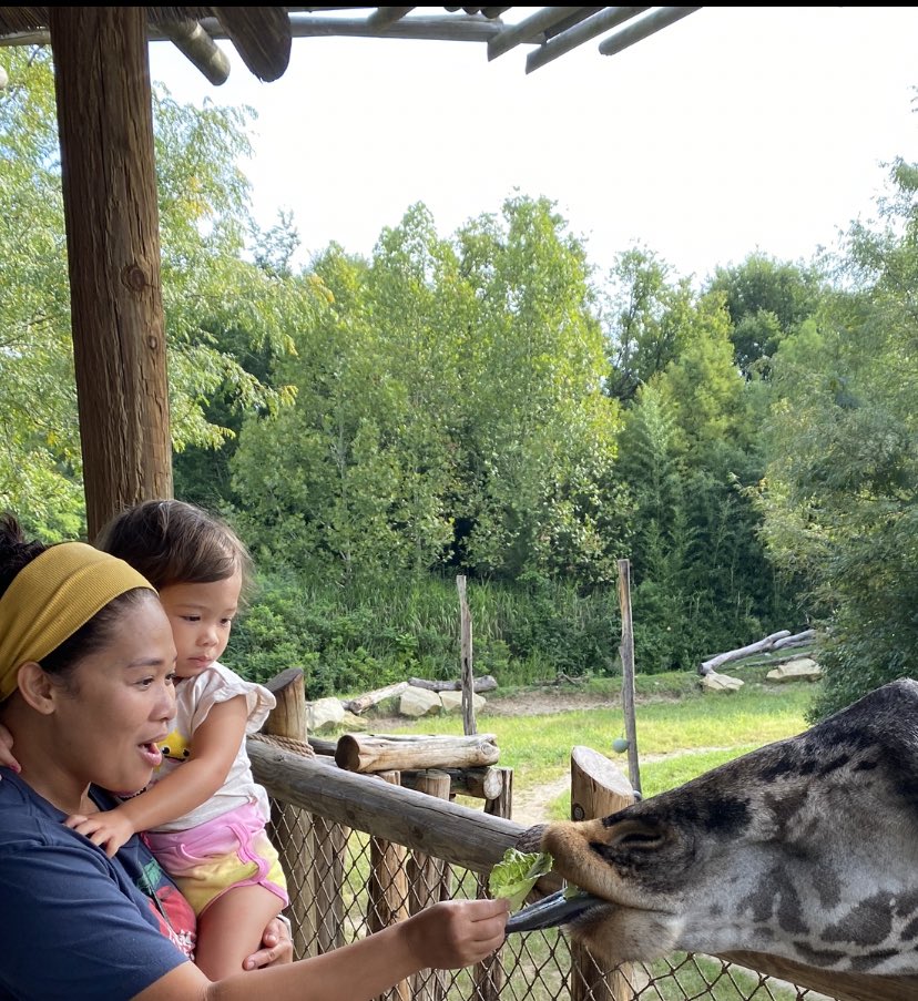 TheRealAnnaFegi's tweet photo. Fun way to start the day by feeding Tessa the giraffe at @CincinnatiZoo !

#CincinnatiZoo #zoo #giraffe #Cincinnati https://t.co/CGCOK5TlzP