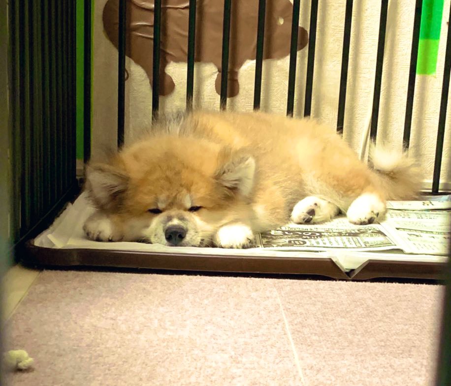今日は友人がぽんちゃんに会いに来てくれました 良き一日だった…🐕 