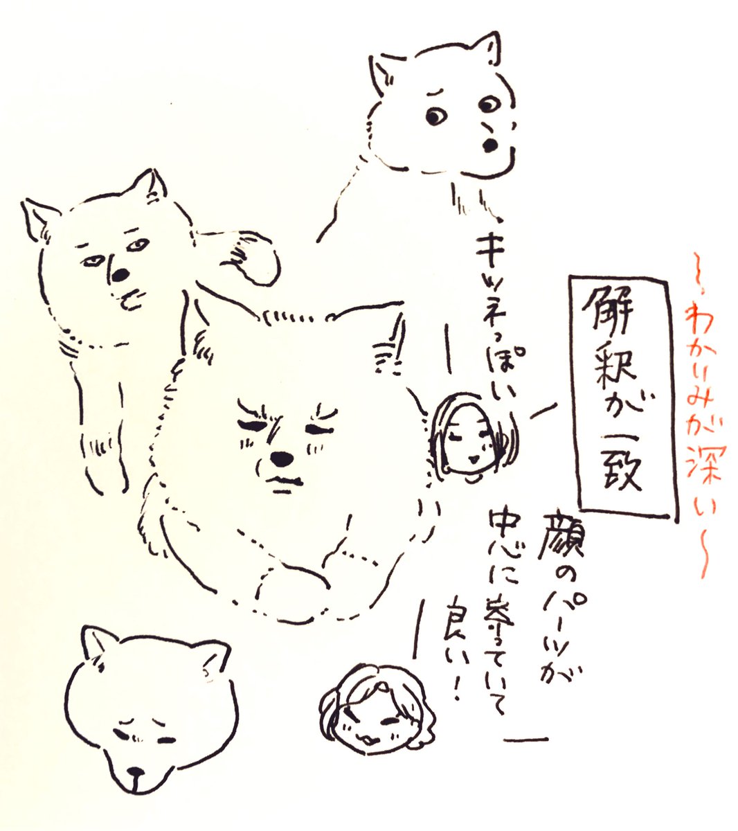 今日は友人がぽんちゃんに会いに来てくれました 良き一日だった…🐕 