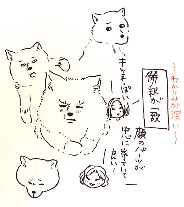 今日は友人がぽんちゃんに会いに来てくれました 良き一日だった…🐕 
