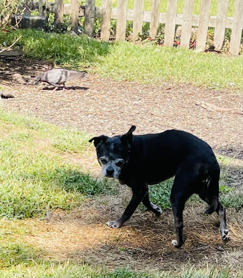 Just me &amp; this one lonely pigeon enjoying our backyard #Wilderness on #SaturdayMorning! 🐶☀️        #Dogs                                             #SeniorPup                                 #Birds