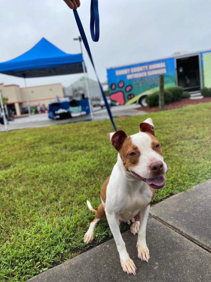 hcaccadoptions's tweet photo. COME MEET POPPY, THE CUTIE-PATOOTIE 🐾 

Our #HCACC adoption team is out at Tractor Supply Co. (2253 Church Street, Conway, SC 29526) today until 2 p.m. doing fee-free adoptions!

Poppy is just one of the pups who is looking for love—stop by and say ‘hi’ to the whole pack. https://t.co/X9uHmJMJZy
