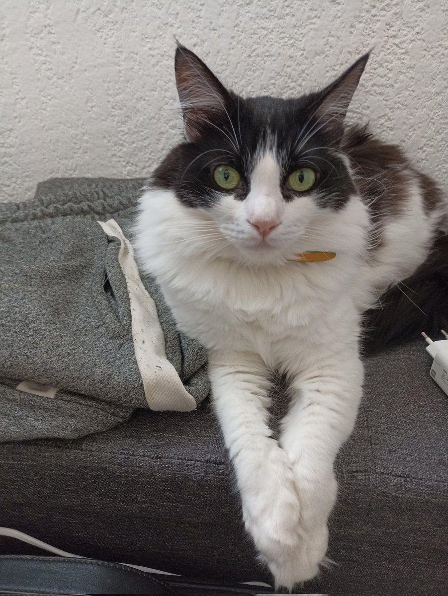 StephanieMunchX's tweet photo. Aujourd'hui Willow a choisi la surveillance rapprochée 👀 #pointwillow https://t.co/onX8pQ8mhA