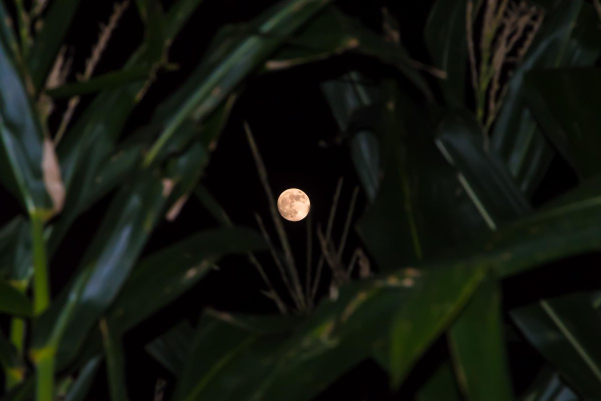 stoneinroom's tweet photo. ฮาร์เวสต์มูน (Harvest Moon) บางครั้งเรียกว่า Corn Moon เป็นพระจันทร์เต็มดวงในฤดูใบไม้ร่วงและเป็นสัญลักษณ์ของการเริ่มต้นใหม่ ชื่อพระจันทร์เต็มดวงนี้มีที่มาจากชนพื้นเมืองอเมริกันยามเมื่อถึงฤดูกาลเก็บเกี่ยวข้าวโพดเมื่อใด มักจะตรงกับห้วงเวลาที่พระจันทร์เต็มดวง https://t.co/b7eSBKsZ8T