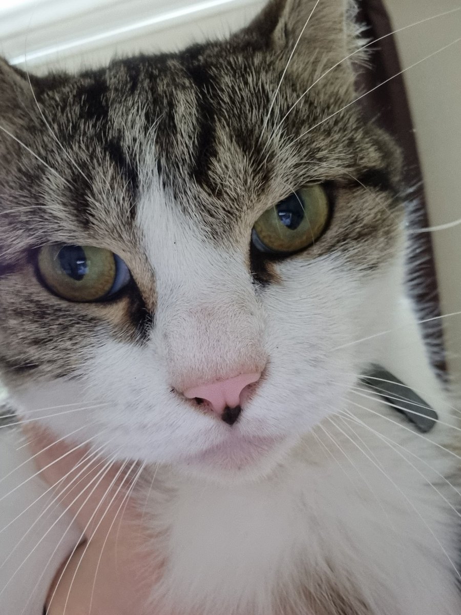 mrteddycat's tweet photo. Read dad tweet, came home, got yelled at and smooched https://t.co/GZaiuJOppm