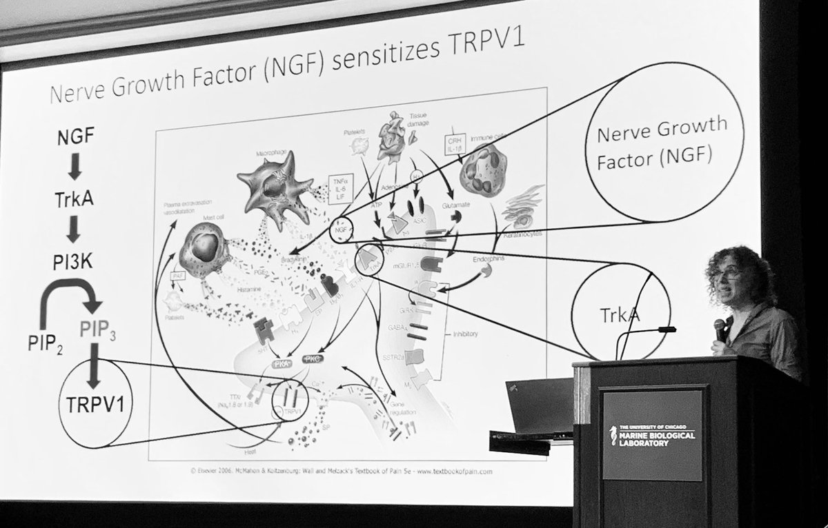 Cladoni's tweet photo. Time for some Husky pride here. The fine tools that @ProfSharona and Bill Zagotta develop and implement to understand protein movement and interaction are fascinating as it is listening to them talking about their discoveries @UW_PBIO https://t.co/FpFKfD8YqK