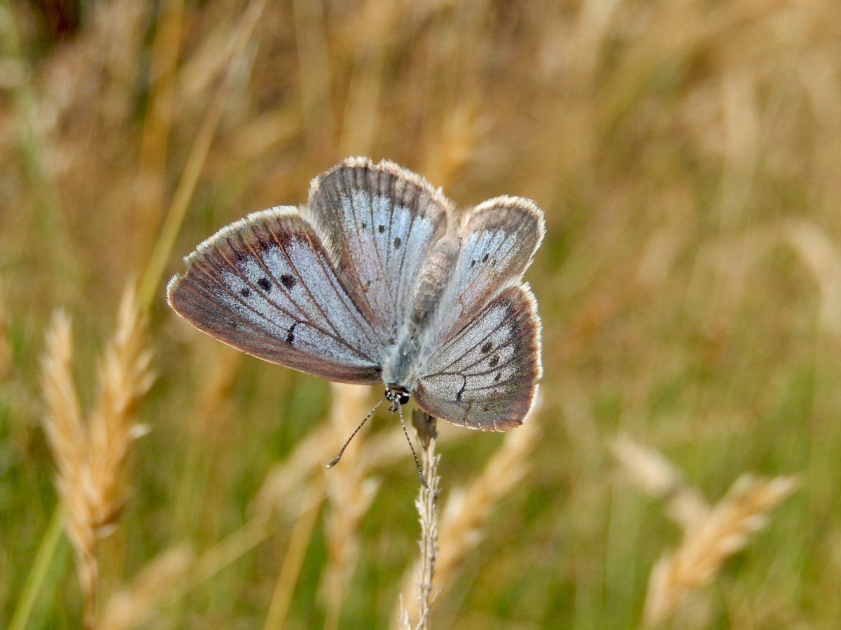 CrisSevilleja's tweet image. In conclusion, target ants and plants 🌱 were spread in the restored area. More Wetland conditions are appearing and 51 new plant species were found! but the best news is that last year, #Phengaris_teleius was found laying eggs on the restored area!!! 🎉🎉🎉