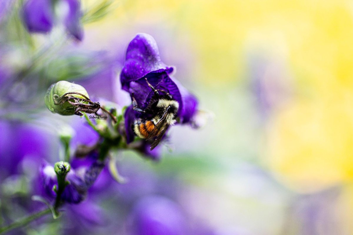 thesunndragon_x's tweet photo. Weekends are for sitting around the garden and admiring the bees. 🌿🐝

#whiteshellprovincialpark #savethebees https://t.co/lNNXiemhGH