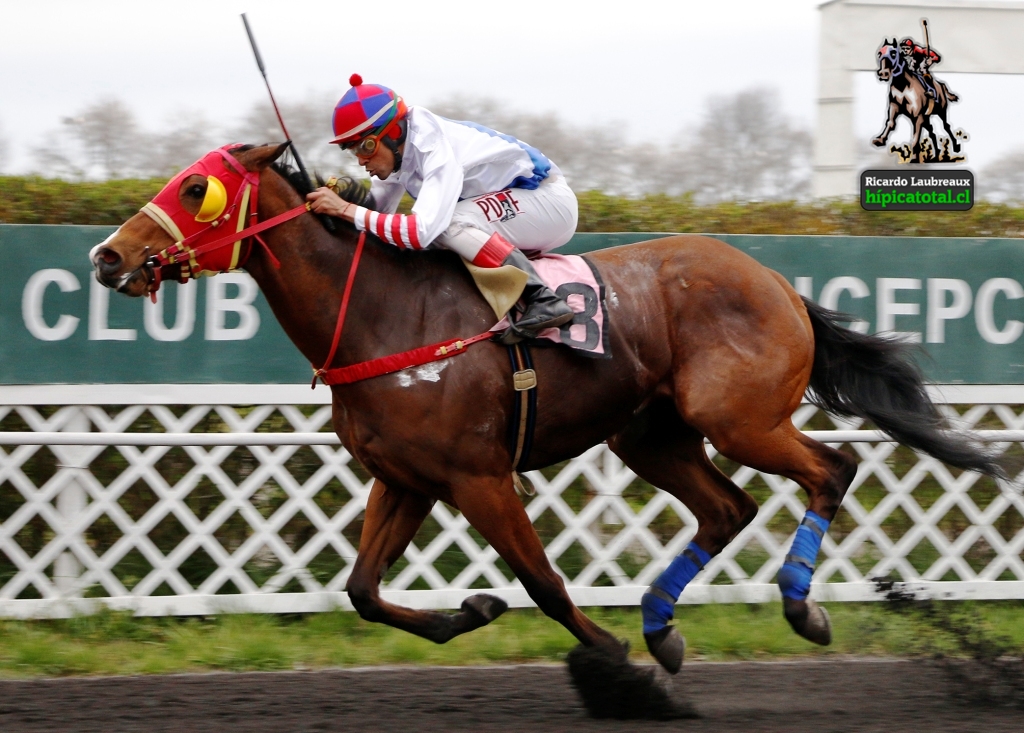 hipicatotal's tweet photo. PATRONUS “Primera del VALOR Y FE”. Con el triunfo del debutante, esta casaquilla capitalina ganó por primera vez en el CHC. El hijo de GEMOLOGIST es preparado por ALBERTO PINOCHET y fue piloteado por JOSÉ AYALA. #hipicatotal #Patronus #StudValorYFe #AlbertoPinochet #JoséAyala https://t.co/toqHoDhFG1