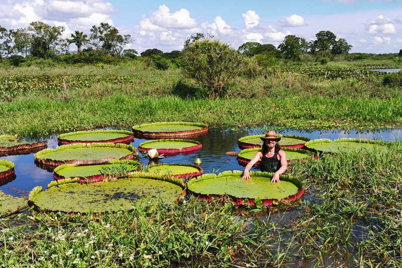 BotanicalForum's tweet photo. Newly identified species is the worldβs largest known giant water lily
A giant water lily that grows in Bolivia has been confirmed as a distinct species that is the world's largest water lily - now named ππͺπ€π΅π°π³πͺπ’ π£π°ππͺπ·πͺπ’π―π’.
#BotanicalForum #Victoriaboliviana https://t.co/DhOXWfXcNE
