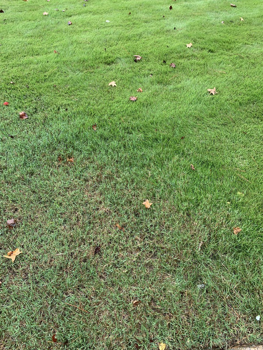 jpurdon's tweet photo. Hey #turfgrass experts - I see these two grasses battling it out in Atlanta - what are they, which is better, and why? https://t.co/eyzXDN12vA