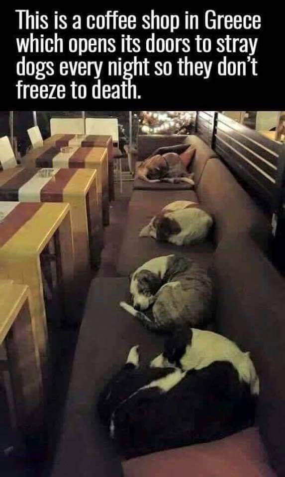 thehappydog_'s tweet image. This is a coffee shop in Greece 🇬🇷 , which opens its door to stray dogs every night so they don freeze to death 😍😍