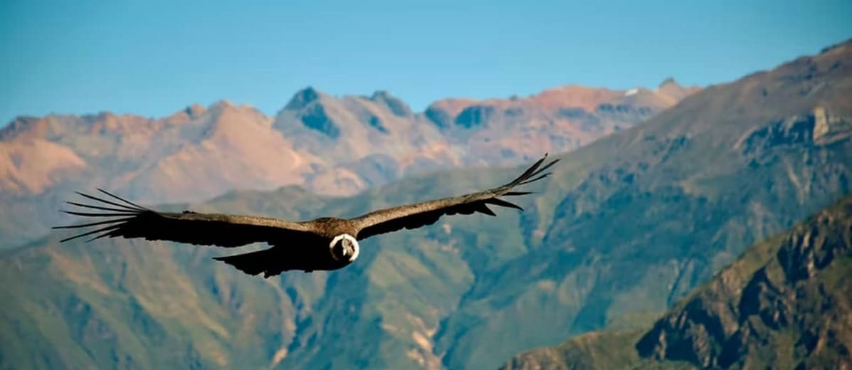 traveltourgroup's tweet photo. 𝐁𝐞𝐬𝐭 𝐏𝐞𝐫𝐮 𝐓𝐨𝐮𝐫𝐬
Get to know the most popular tourist destinations in Peru. Revealing history, customs, gastronomy and much more.
https://t.co/U1lBBfKnFG
.
#TravelTourGroup #BestPeruTours #BestPeruDestinations #BestPeruExcursions #ToursForPeru #TravelToPeru https://t.co/SPOQ1ue7Cn
