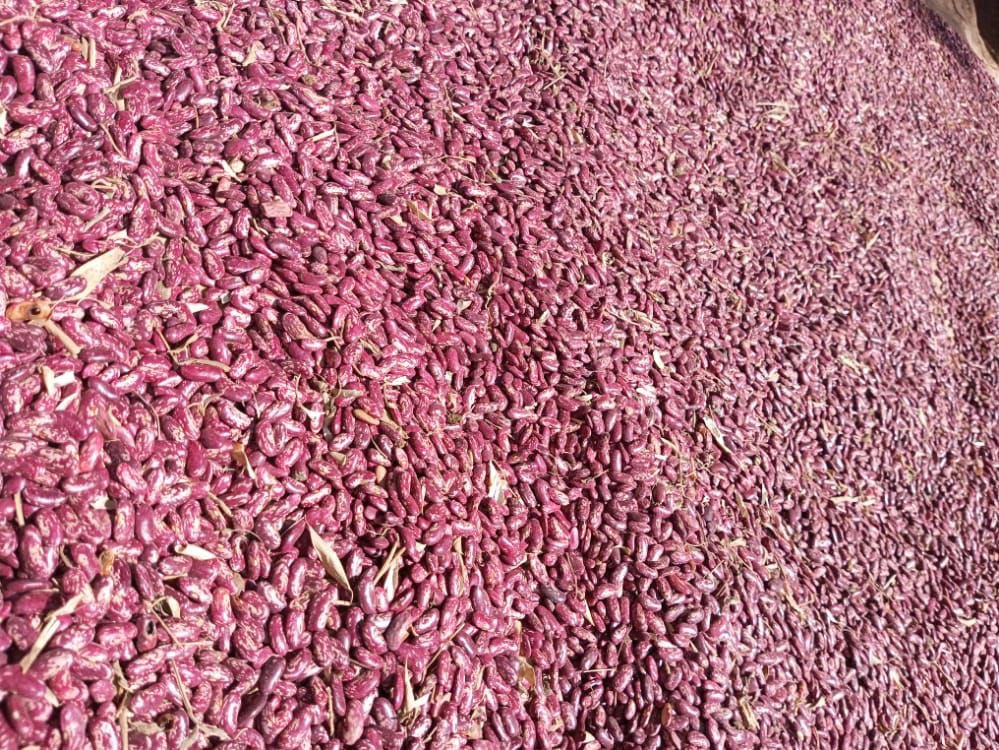 Farmers under Caritas, Catholic Diocese of Nyahururu harvested Nyota beans despite depressed rainfall in Laikipia. The bean is high yield, does not have gas once consumed and had high zinc and iron.