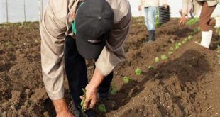 Con información en <a href="/escambraycu/">Escambray</a> #SanctiSpíritus disminuirá el área de siembra de tabaco para respaldar los costos del cultivo. La contratación arroja llegar a rendimiento agrícola promedio de 1.36 toneladas por hectárea. #CubaViveYTrabaja  <a href="/PartidoPCC/">Partido Comunista de Cuba</a> <a href="/ObraDe/">LaObraDeLaRevoluciónSS</a> <a href="/SanctiSpiritus1/">Gobierno Provincial #SanctiSpíritus</a>