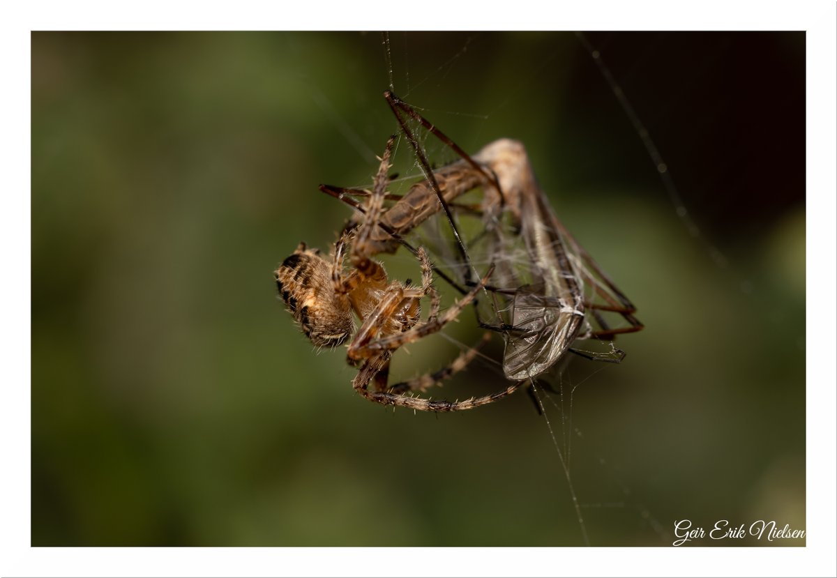 Geir Erik Nielsen tweet media