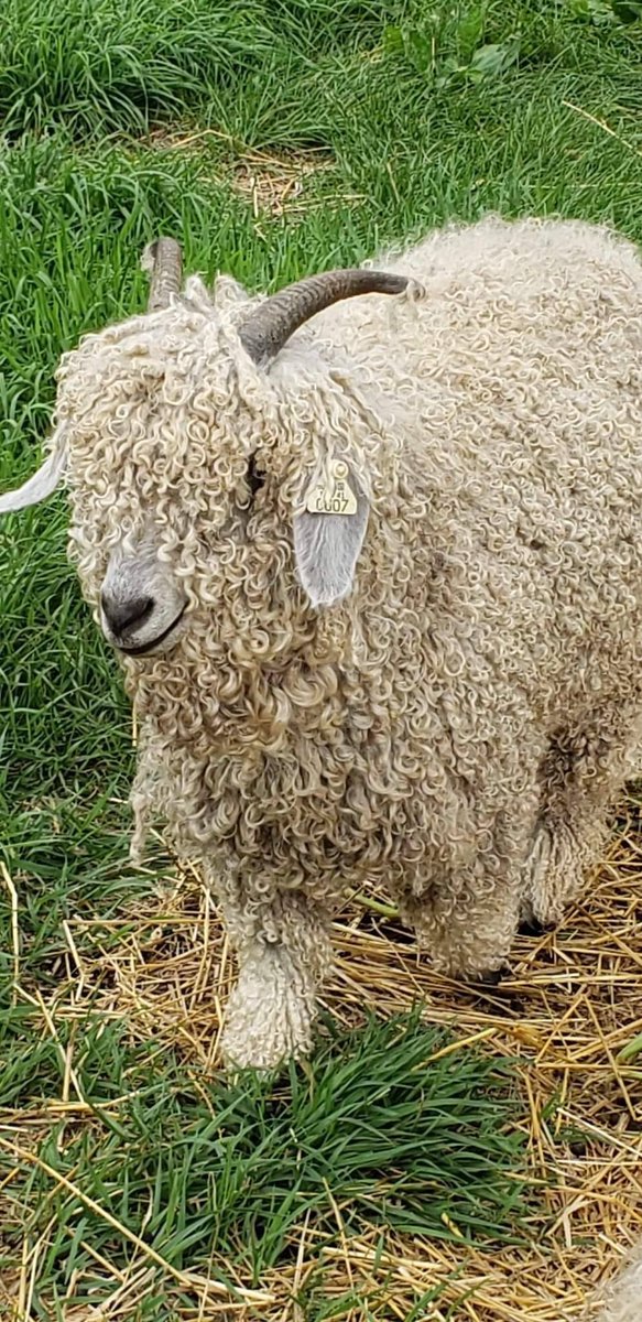 RmsittonMike's tweet photo. Excited to share the latest addition to my #etsy shop: RAW unwashed kid mohair from our beautiful Diamond! Priced per ounce. https://t.co/9e7qYSEDBf https://t.co/CQLC0bzHnL