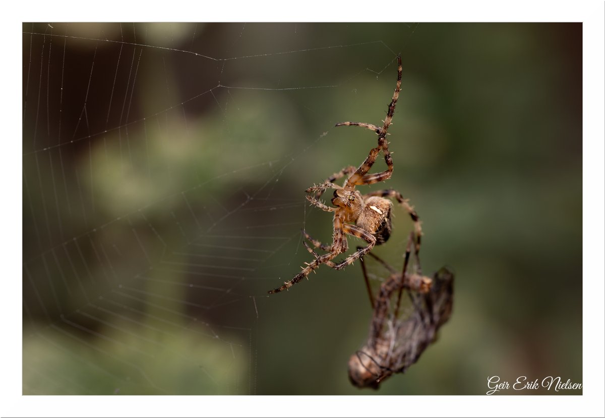 Geir Erik Nielsen tweet media