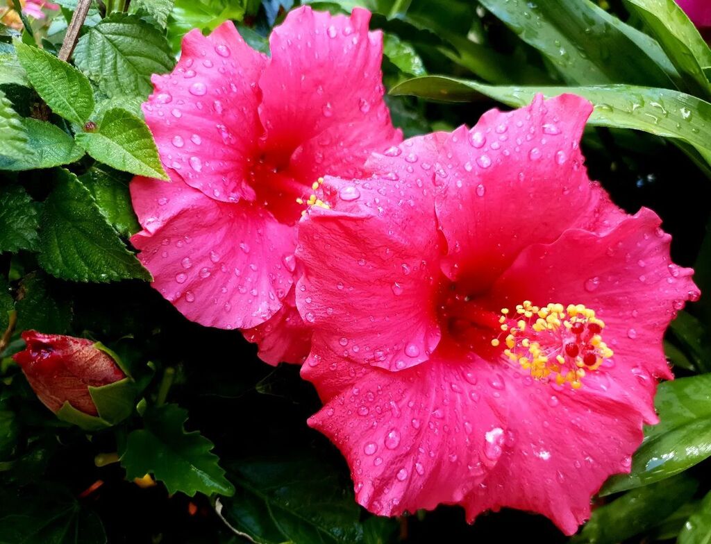 My pink hibiscus after the rain 🌺
Happy weekend from the garden!
.
.
.
#bohemianliving #bohemianhouse #bohemiangarden #bohemianvibe #bohemianhouses #bohovibes #boholifestyle #bohemianhome #bohohippie #bohohome #bohoinspiration #bohoinspo #bohoinspired #bohemianinspo #bohemia…