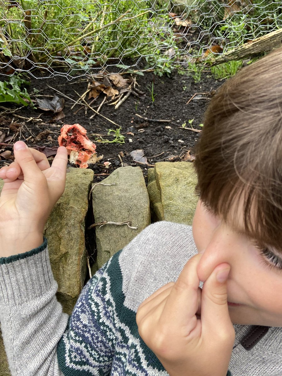 PaulMcGowan71's tweet photo. Rare lattice stinkhorn fungus found in our garden in Northumberland by my 9 year old son. Smells of rotting flesh 🤢 🤮 😷rare in UK. Only 6 ever found in according to Daily Mail last year @WildlifeTrusts @hexhamcourant https://t.co/SUnTm9IpLD