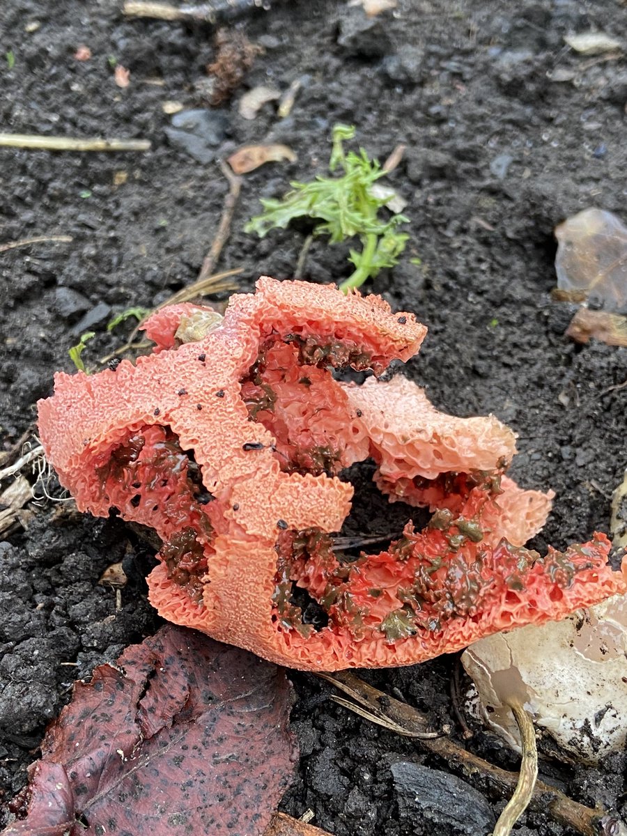 PaulMcGowan71's tweet photo. Rare lattice stinkhorn fungus found in our garden in Northumberland by my 9 year old son. Smells of rotting flesh 🤢 🤮 😷rare in UK. Only 6 ever found in according to Daily Mail last year @WildlifeTrusts @hexhamcourant https://t.co/SUnTm9IpLD