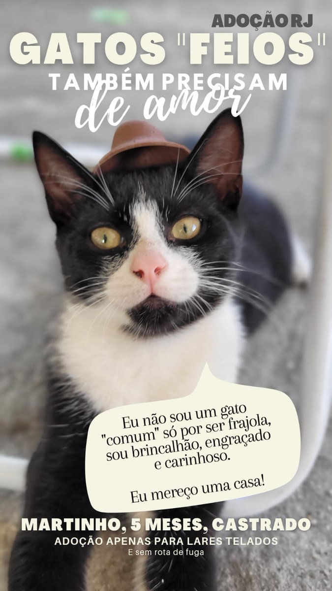 madeinpatti's tweet photo. Pessoal, eles foram adotados e devolvidos depois de 5 dias. Infelizmente, não podemos ficar com eles, pois já temos 13 gatos e se não encontramos novos adotantes eles vão ter que voltar para a rua. Bolha Dev, dá uma força aqui, por favor!! 
cc: @sseraphini https://t.co/ihzTYx4Stj
