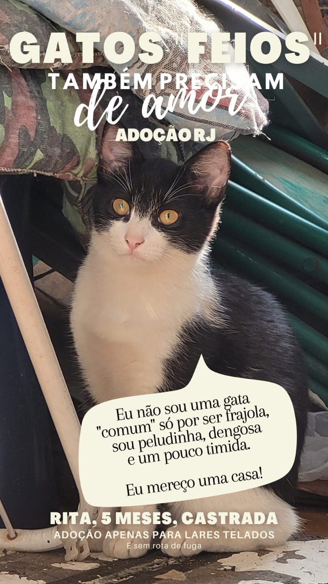 madeinpatti's tweet photo. Pessoal, eles foram adotados e devolvidos depois de 5 dias. Infelizmente, não podemos ficar com eles, pois já temos 13 gatos e se não encontramos novos adotantes eles vão ter que voltar para a rua. Bolha Dev, dá uma força aqui, por favor!! 
cc: @sseraphini https://t.co/ihzTYx4Stj