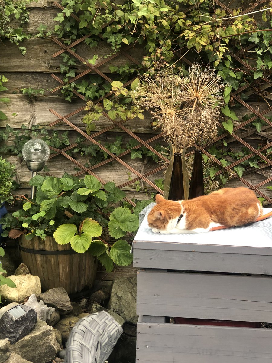 sphoenix78's tweet photo. The sorting of carboot items and loading up all got a bit too much for Honeyโฆsheโs such a chilled cat ๐ฑ ๐ #carboot #clearingthegarage #OneMansTreasure https://t.co/GLFGKC5X8g