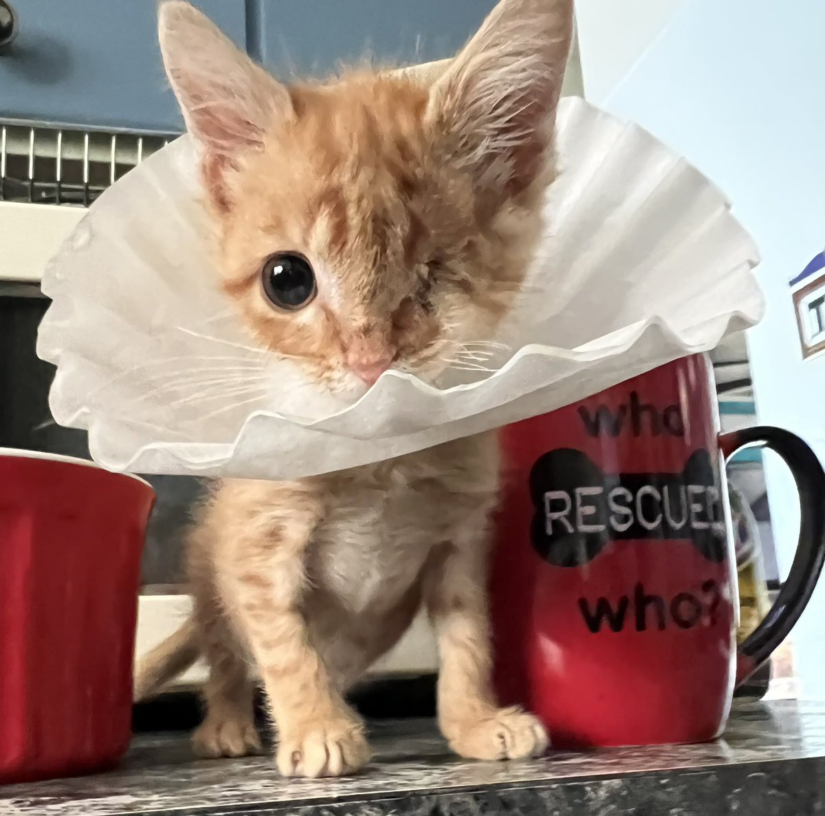Happy #Caturday! 
Don’t forget to change your filters.