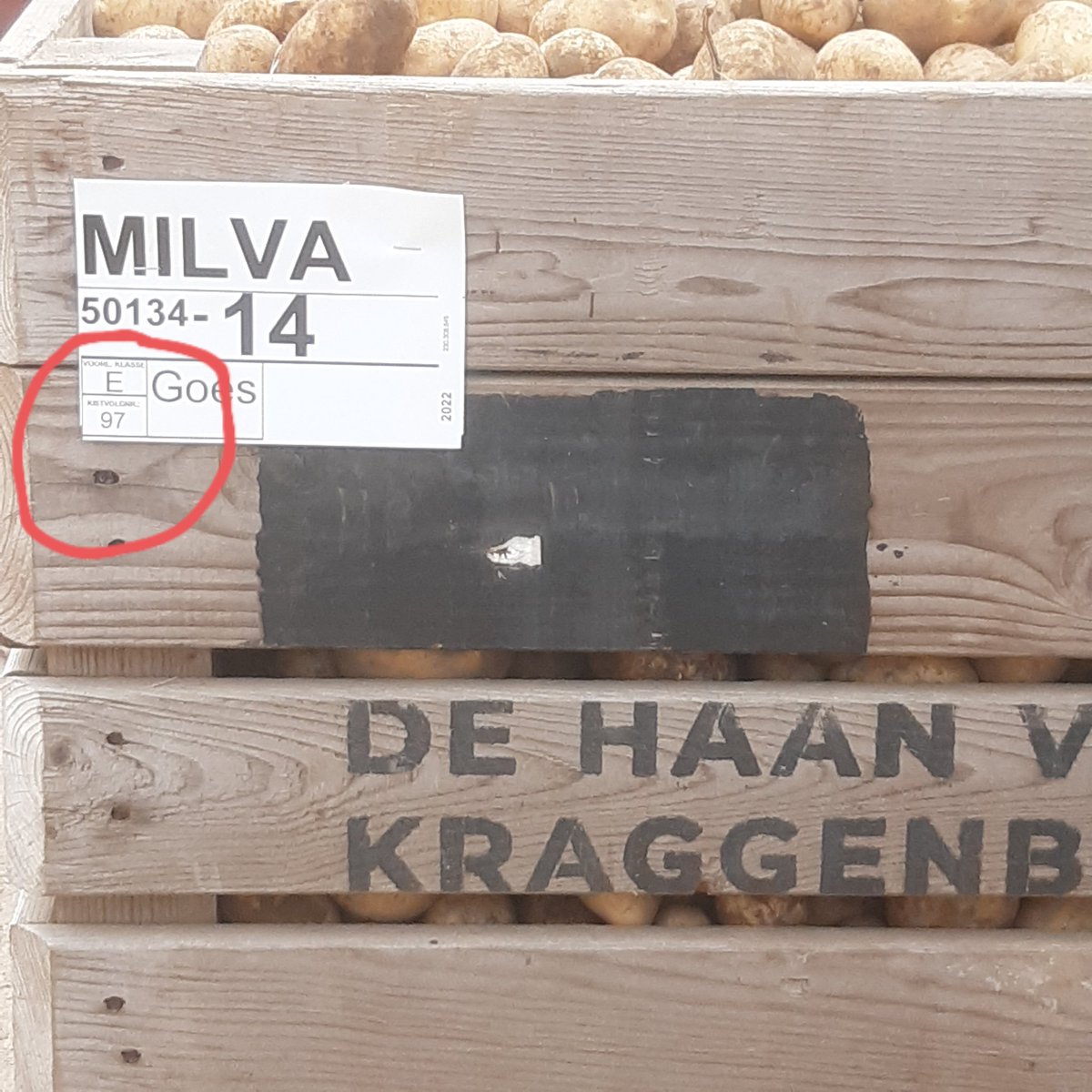 Ouderwets Milva aardappelen rooien. #2hectare #97kisten #oogst2022 #akker #poah