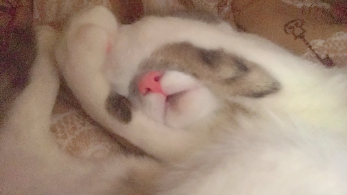 non05__'s tweet photo. 色々と前の写真振り返ってたんだけど、本当に世界一可愛い https://t.co/RHPsAIJ200